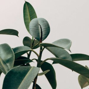 Product Five